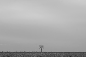 solitude