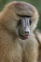 babouin femelle