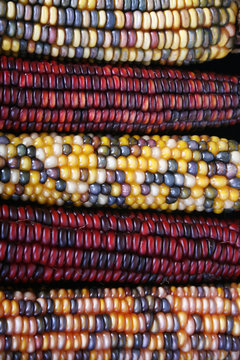 indian corn background