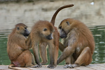 trio de babouins
