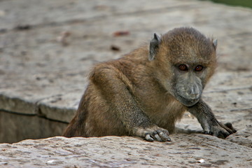 jeune babouin
