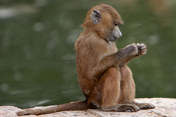 jeune babouin