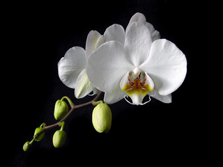 Fototapeta na wymiar białych orchidei