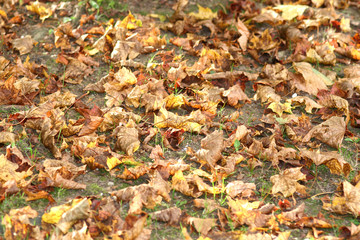 leaves