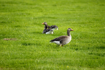 geese