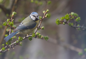 blue tit