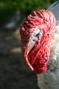 turkey head