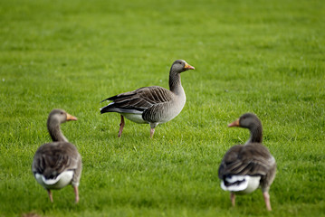 geese on grass field