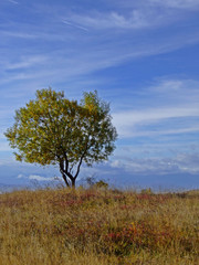 Fototapeta premium lonely tree