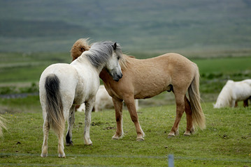 Obraz premium icelandic horses nestling to each other