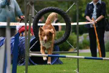 hundesport: nova scotia duck tolling retriever