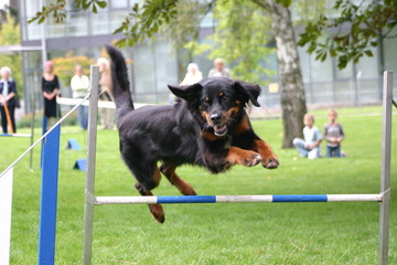 hundesport: mischling