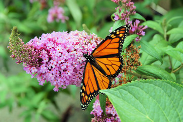 monarch butterfly