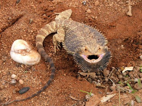 angry bearded dragon