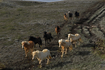 icelandic horses passing the road