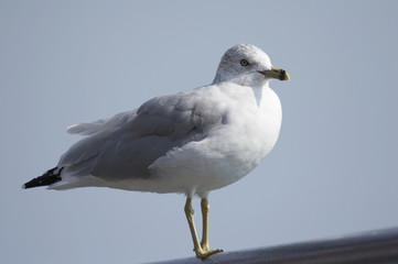 möwe stehend weiss grau