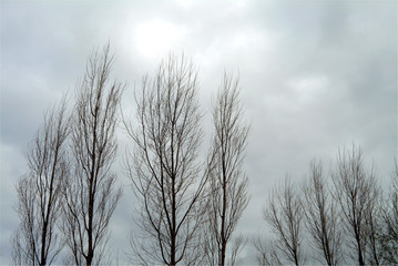 trees and sky in autumnal season