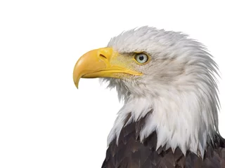 Printed kitchen splashbacks Eagle bald eagle