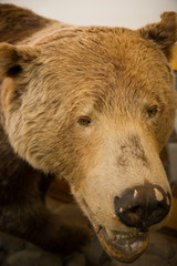 Naklejka premium bear