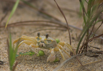 sand crab gathers food