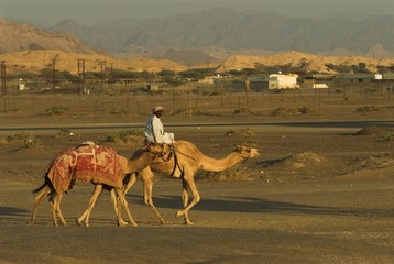 going to the camel race - 1578906