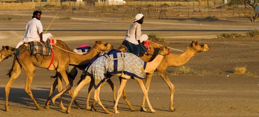riding camels in buraimi - 1578937