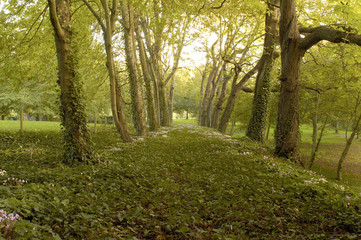 allée d'arbres