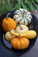 pumpkins and gourds