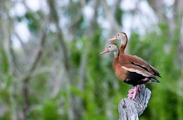 ducks on branch