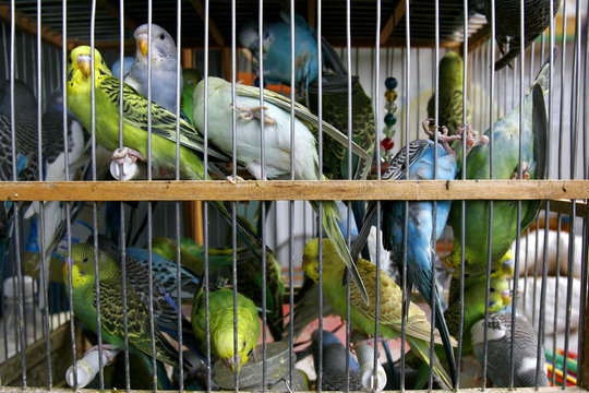 many budgerigars in cage