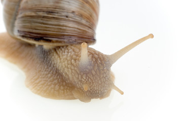 snail