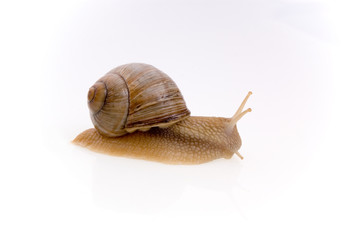 snail