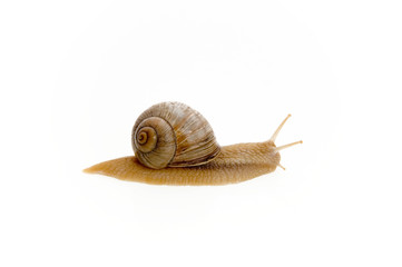 snail