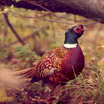 ringnecked pheasant