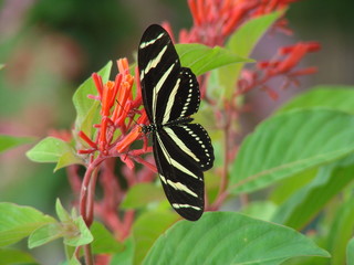Obraz premium zebra longwing 4
