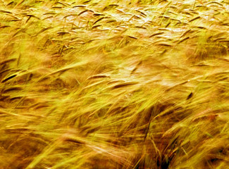 farmland with cereal crops