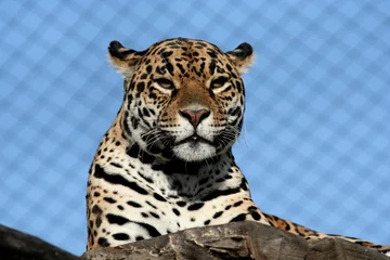 Abwaschbare Fototapete leopard © Hastra
