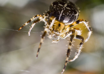 common garden spider (araneus diadematus)