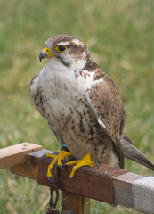 young peregrine falcon