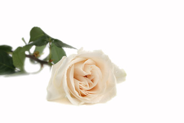 white rose 1