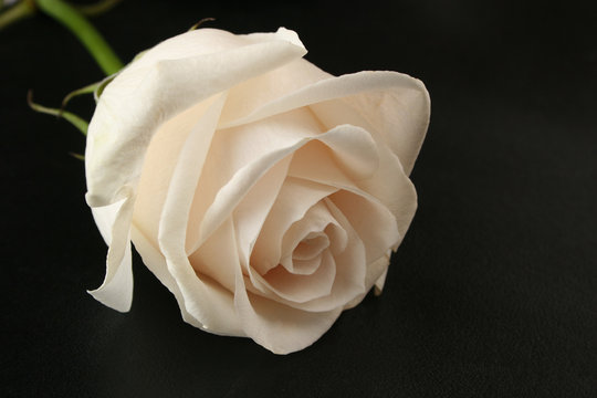 Fototapeta white rose on black