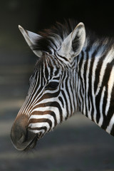 Fototapeta na wymiar Zebra ¼rebię