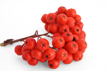 red wild berries