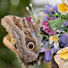 butterfly on a flower