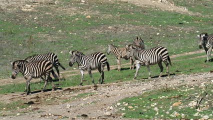 Fototapeta na wymiar group of zebras