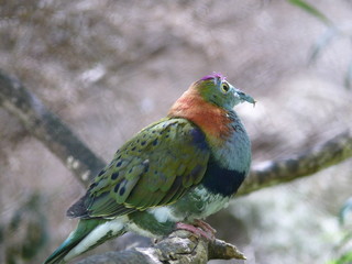 fruit dove