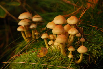 nematoloma fasciculaire