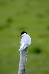 arctic tern (sterna paradisaea)
