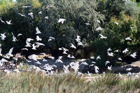 flock of seagull