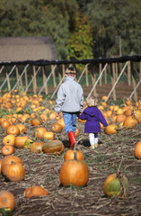 pumpkin patch